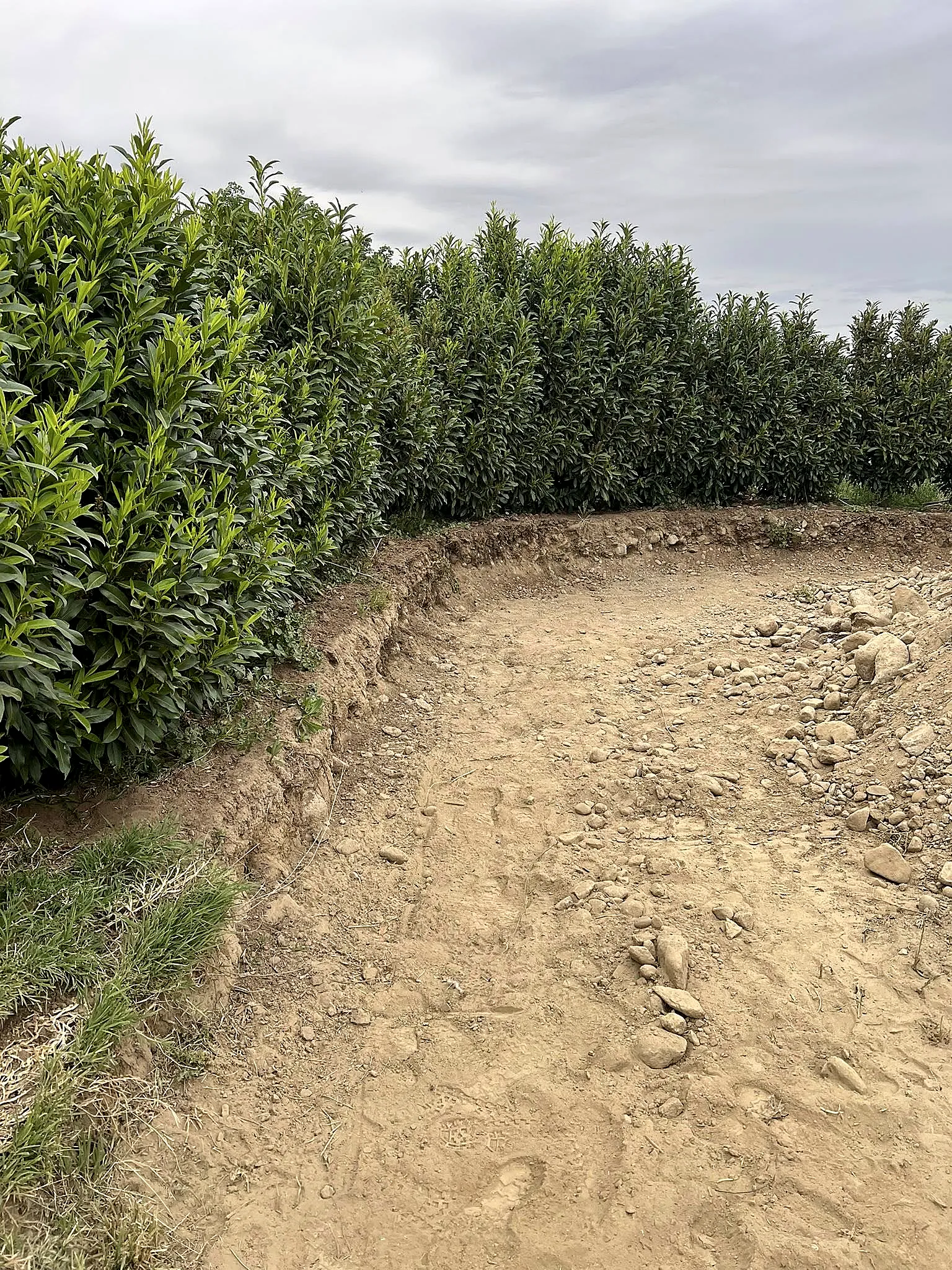 A planting area freshly graded beside an established hedge