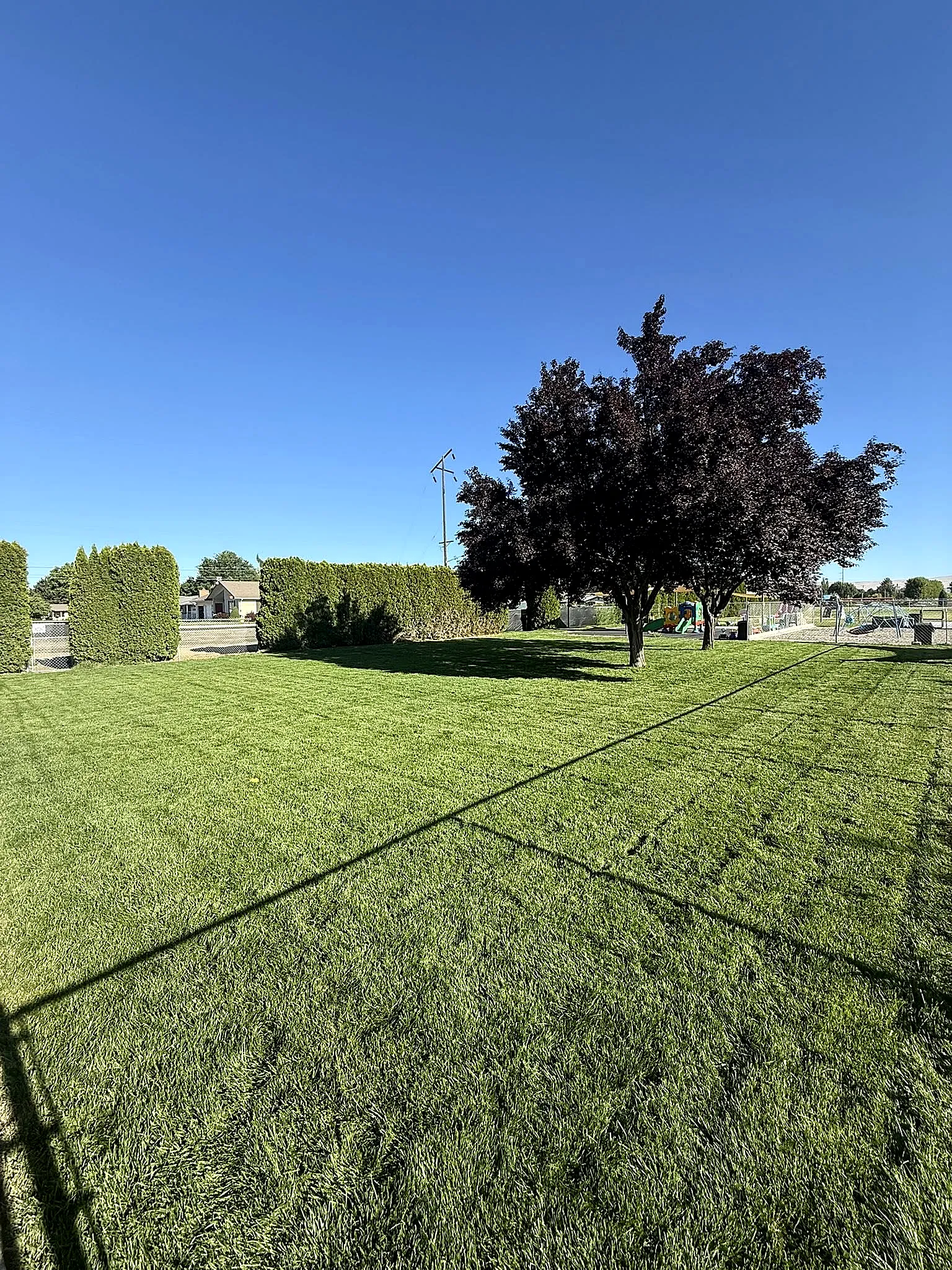 A large, healthy green lawn cut in clean mowing stripes with a shade tree and trimmed hedge, maintained by Outwest Lawn & Landscape in the Lower Yakima Valley